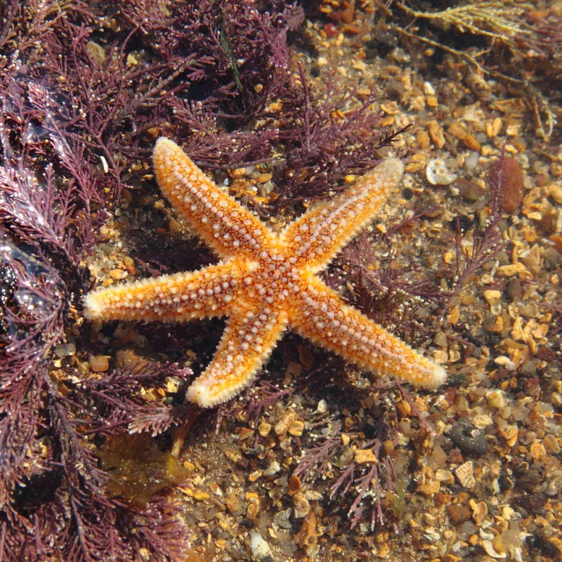Common Sea Star (Asterias rubens)