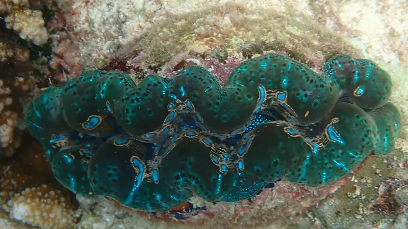 Boring Clam (Tridacna crocea)