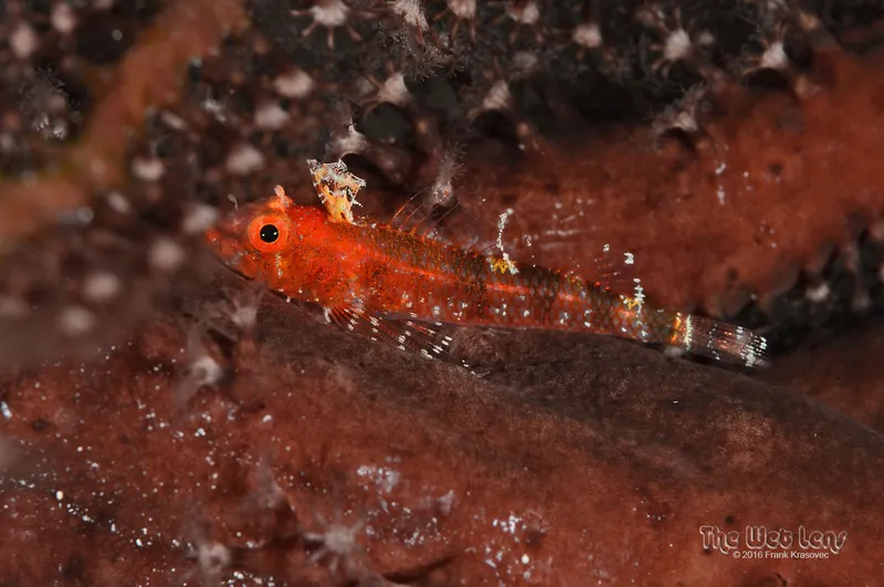Blackedge Triplefin (Enneanectes atrorus)
