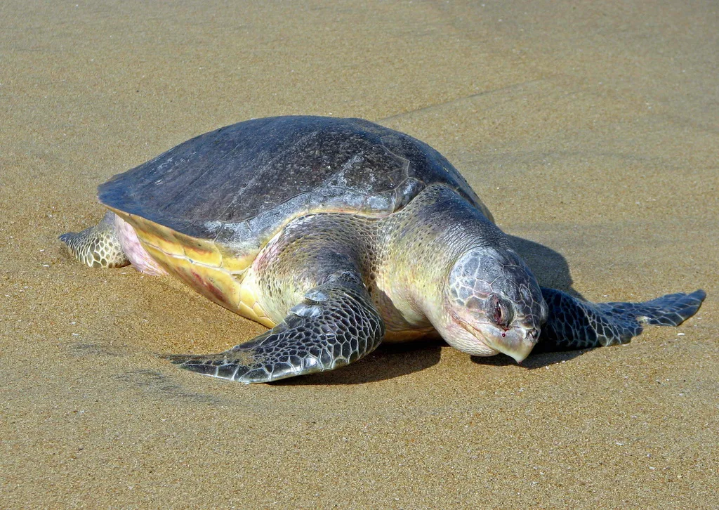 Olive Ridely (Lepidochelys olivacea)