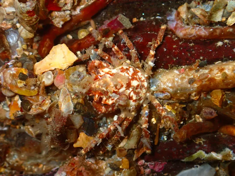 Contracted Crab (Hyas coarctatus)