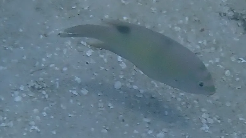Two-Barred Puller (Dischistodus perspicillatus)