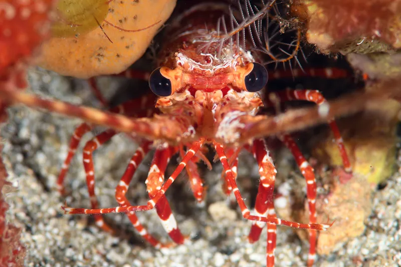 Gibbon Furrow Lobster (Justitia longimana)
