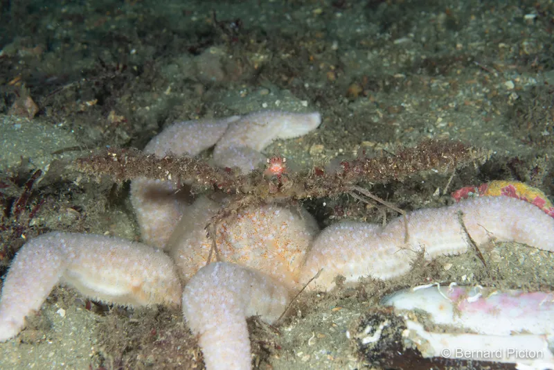 Scorpion Spider Crab (Inachus dorsettensis)