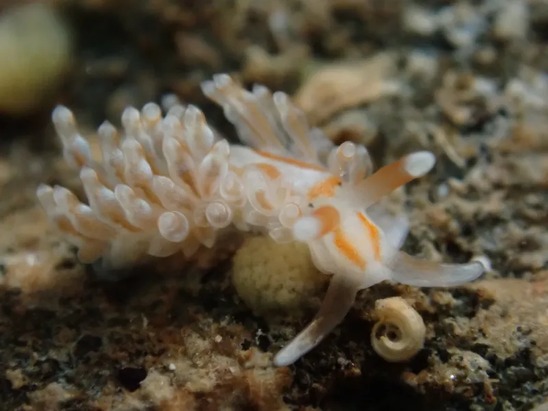 Anteaeolidiella lurana
