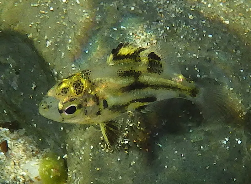 East-Australian Stripey (Microcanthus joyceae)