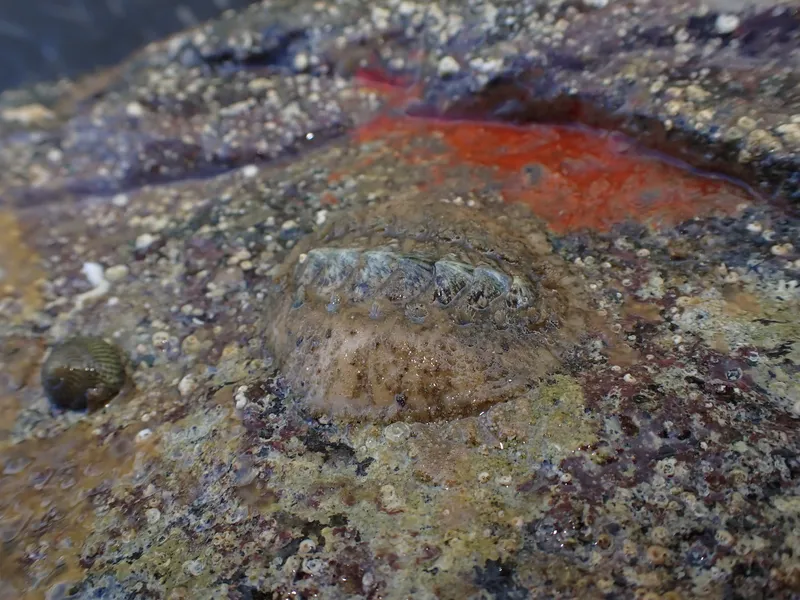 Acanthochitona fascicularis