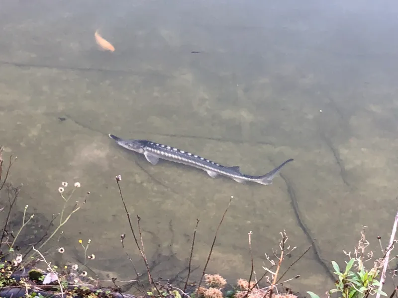 Sevruga (Acipenser stellatus)