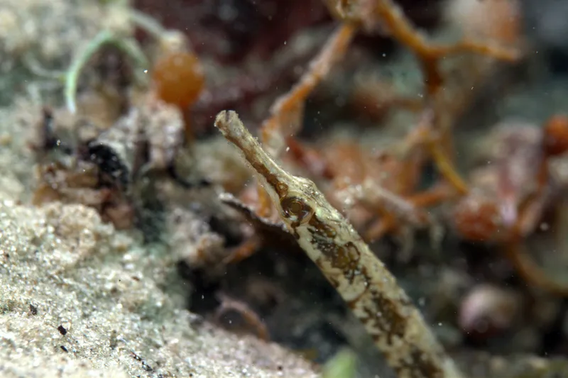 Shortfin Pipefish (Cosmocampus elucens)