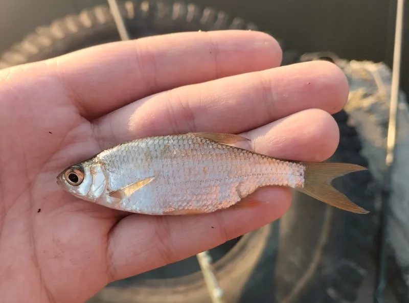 Bream Flat (Blicca bjoerkna)