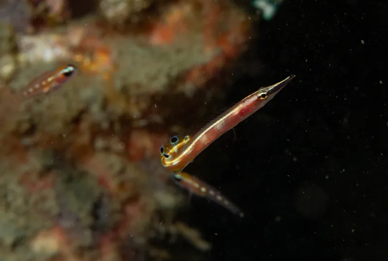 Arrow Blenny (Lucayablennius zingaro)
