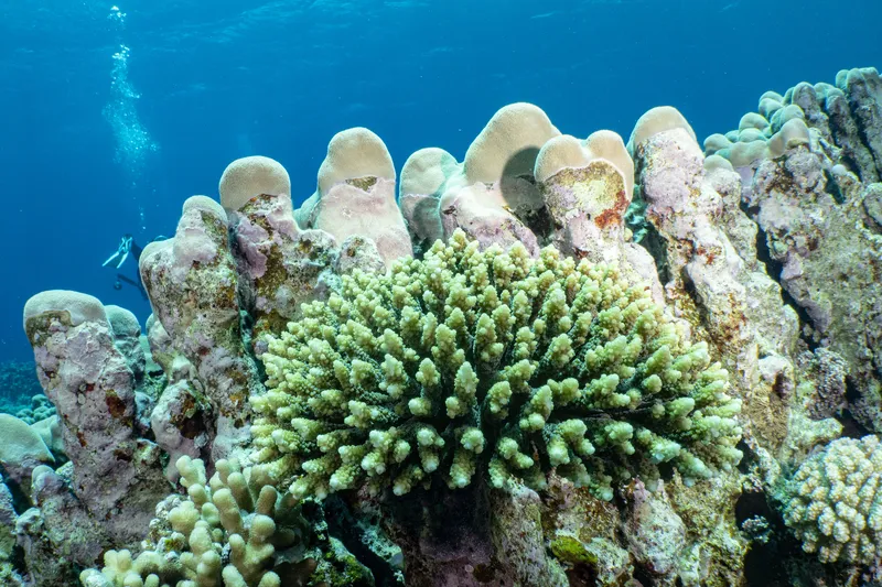 Acropora arabensis