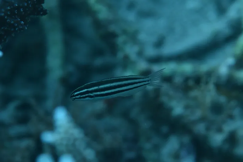 Hairtail Fangblenny (Meiacanthus crinitus)