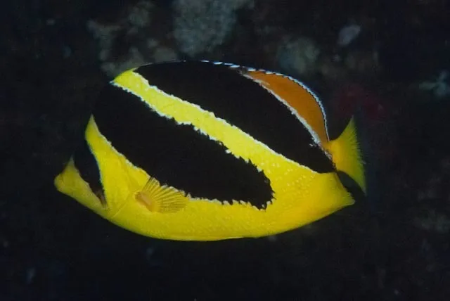 Indian Butterflyfish (Chaetodon mitratus)