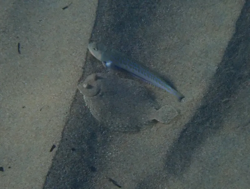 Greater Weever (Trachinus draco)
