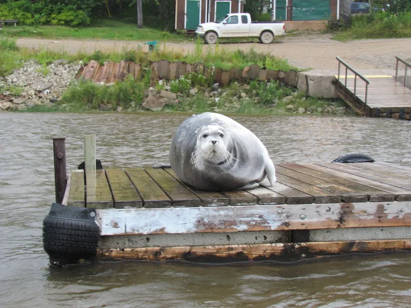 Bearded Seal (Erignathus barbatus)