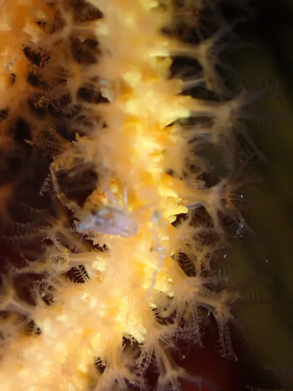 Galathea bolivari