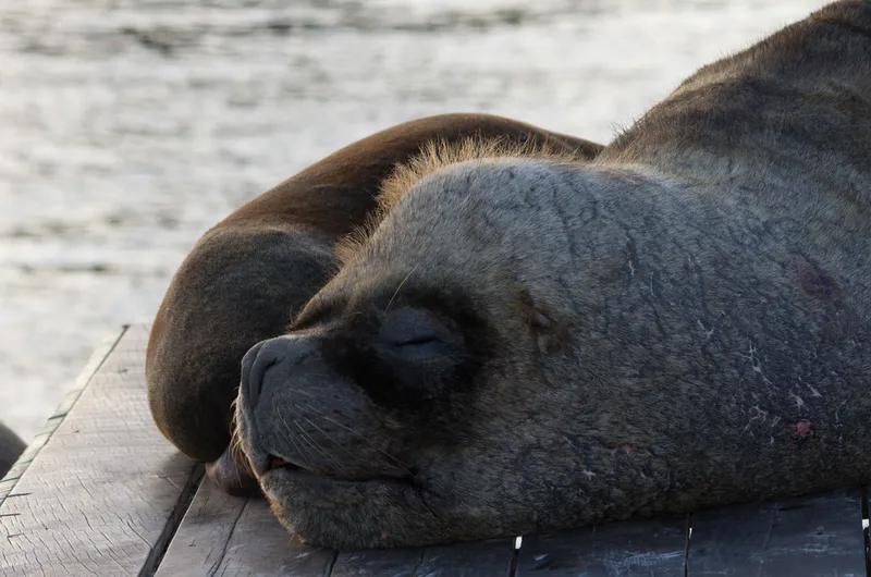 South American Sea Lion (Otaria byronia)