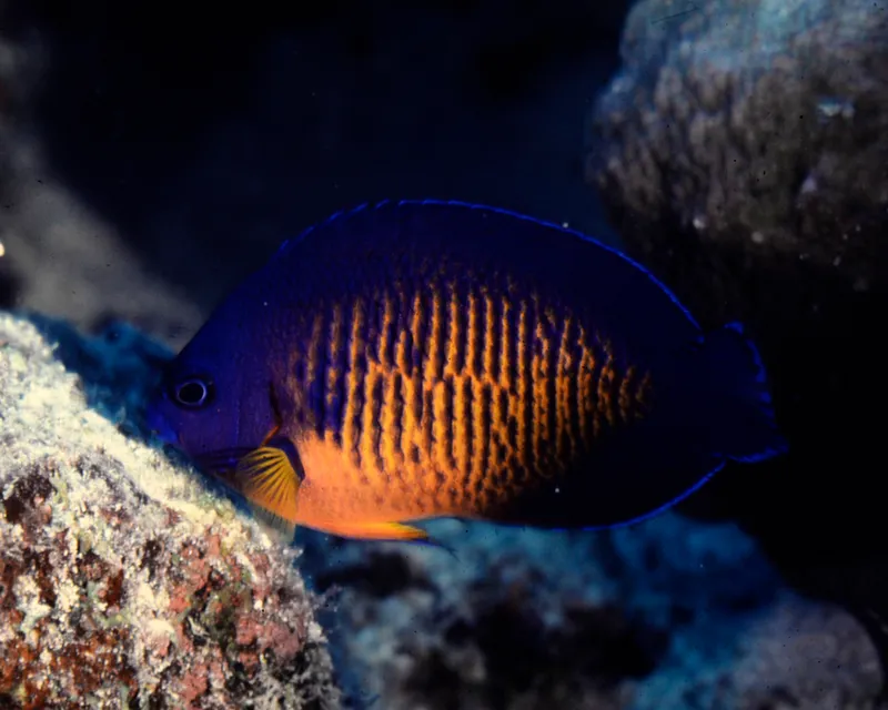 Dwarf Angelfish (Centropyge bispinosa)