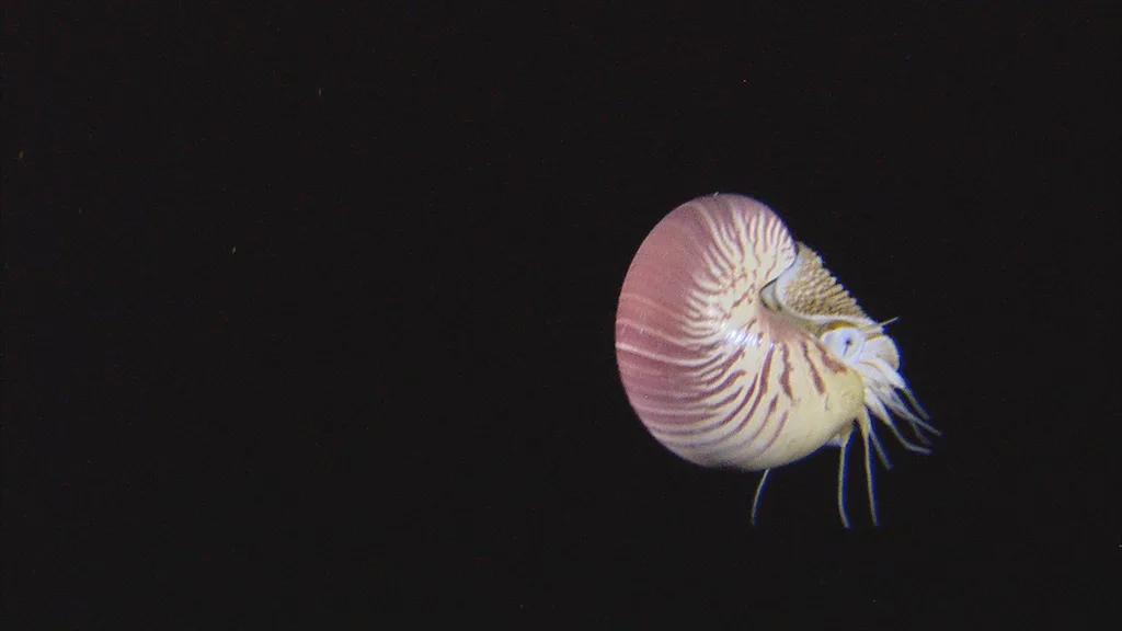 Chambered Nautilus (Nautilus pompilius)