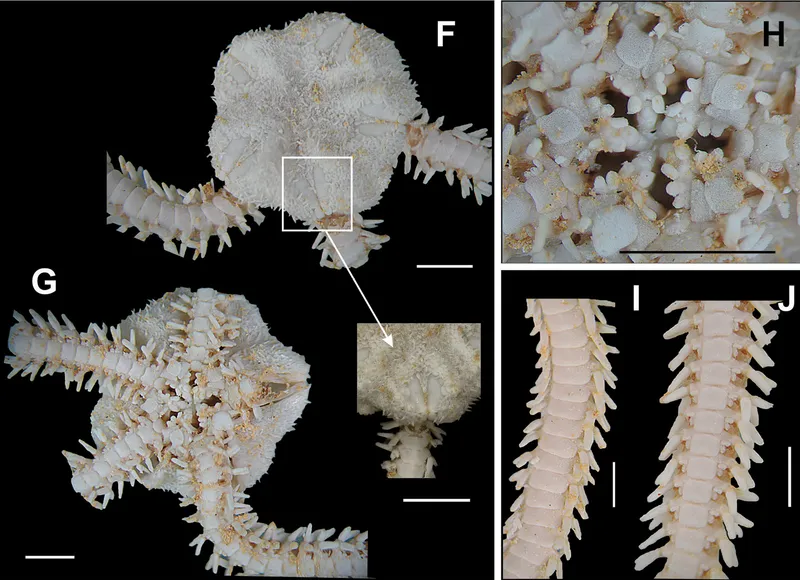 Lobate Brittle Star (Ophiocnida scabriuscula)