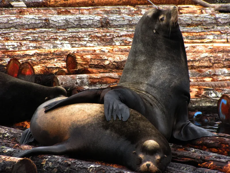 California Sea Lion (Zalophus californianus)