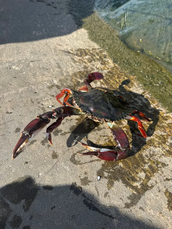 Blunt-Tooth Swimming Crab (Callinectes bocourti)