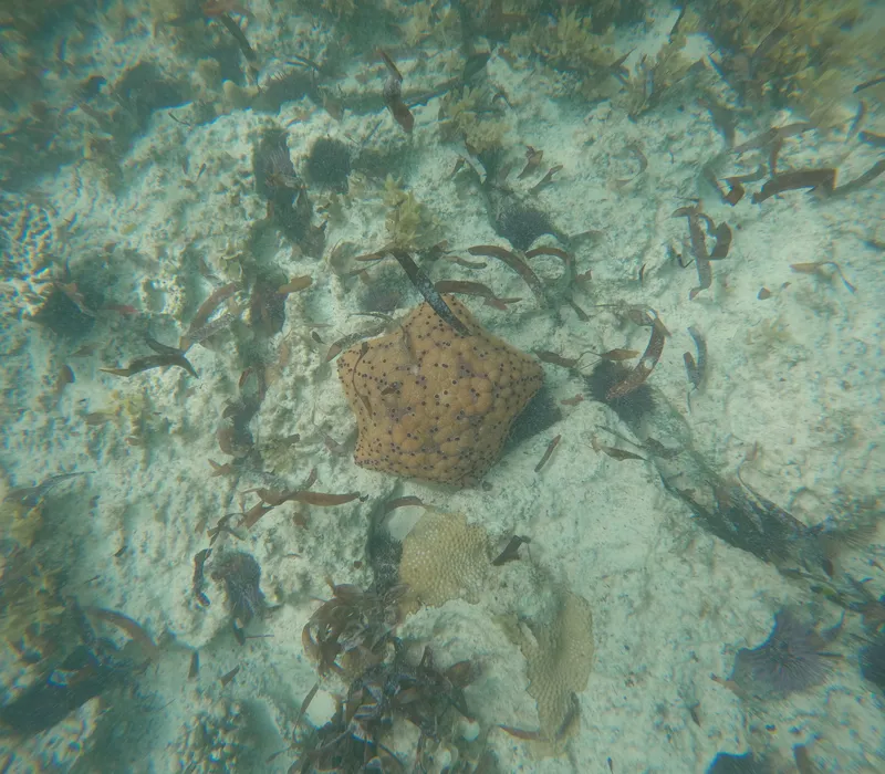 Pincushion Cushionstar (Culcita schmideliana)