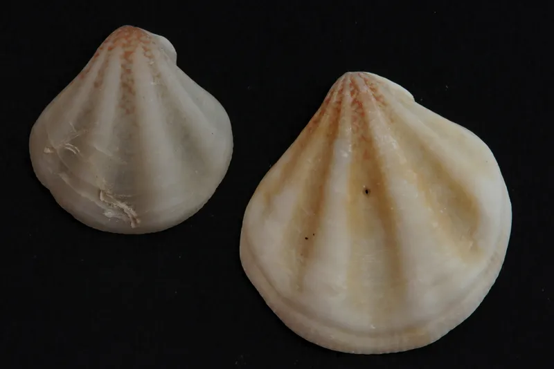 Club Scallop (Pseudamussium clavatum)