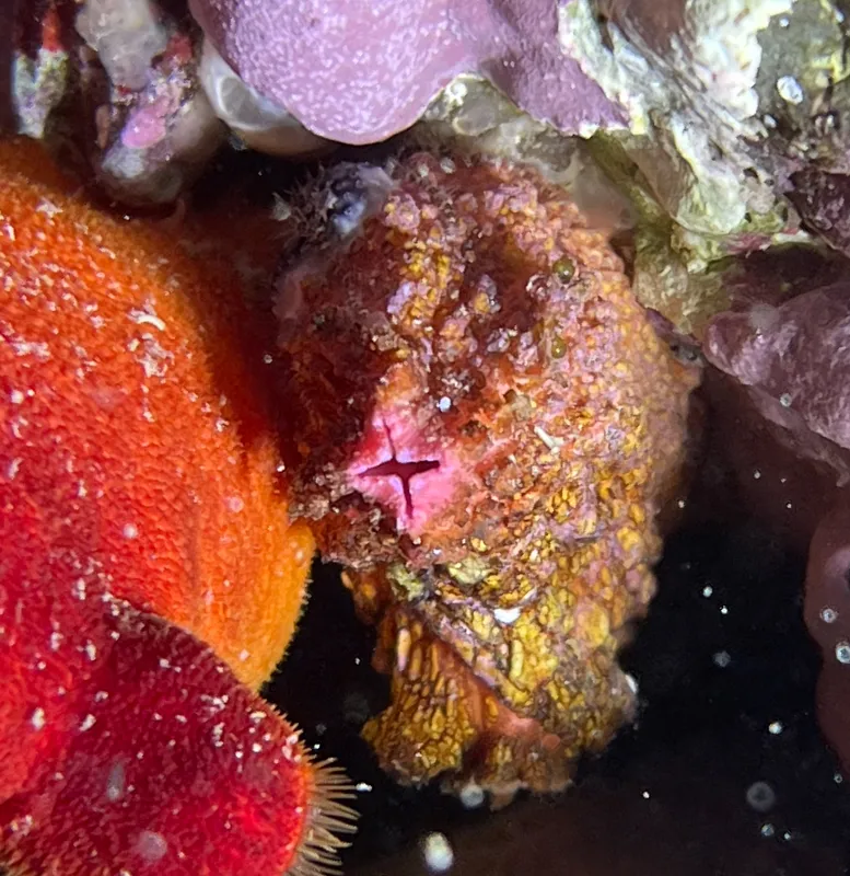 Pink-Siphon Sea Squirt (Pyura dura)