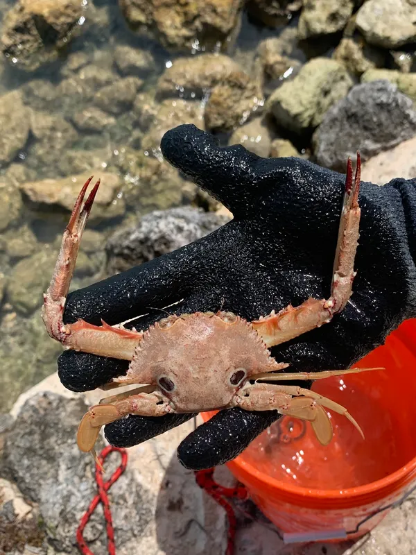 Four-Eyed Swimming Crab (Achelous sebae)