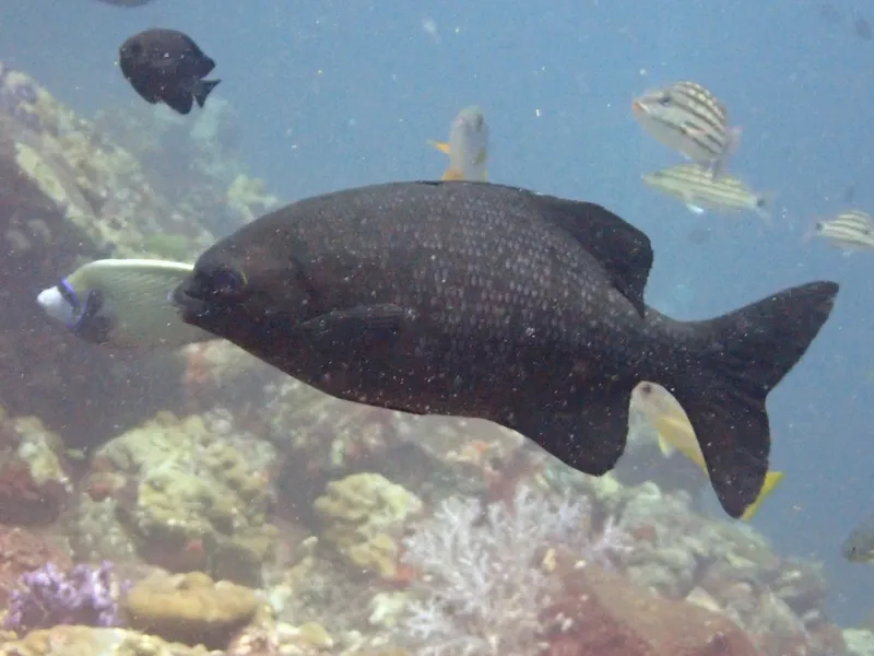 Blue Sea Chub (Kyphosus cinerascens)