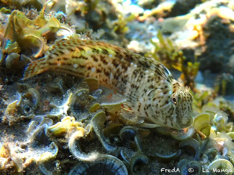 Black Sea Blenny (Parablennius sanguinolentus)