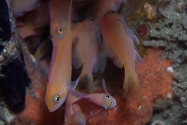 Threadfin Anthias (Nemanthias carberryi)