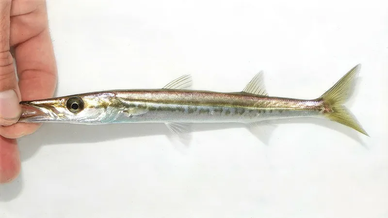 Barracuda (Sphyraena sphyraena)