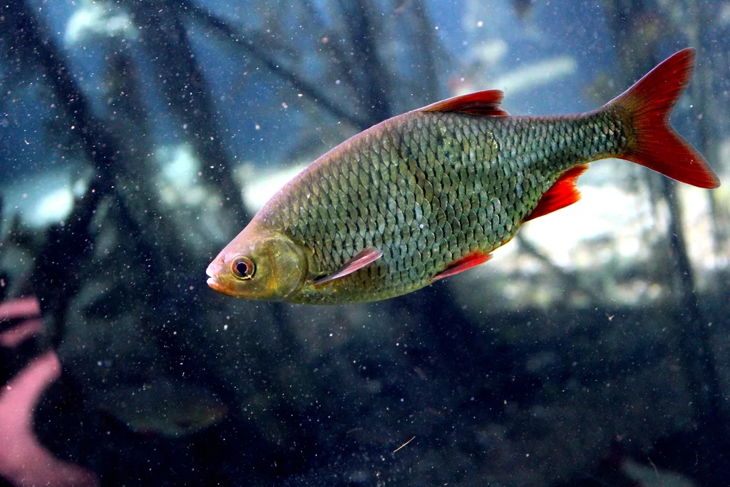 Eurasian Rudd (Scardinius erythrophthalmus)