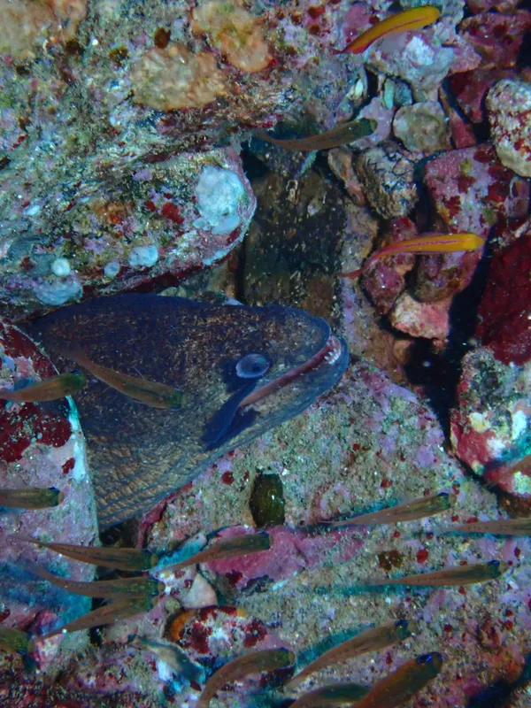 Blackcheek Moray (Gymnothorax breedeni)
