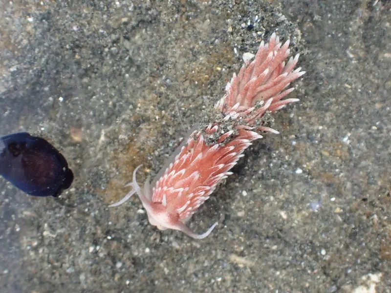 Brown Burrowing Aeolis (Cerberilla mosslandica)
