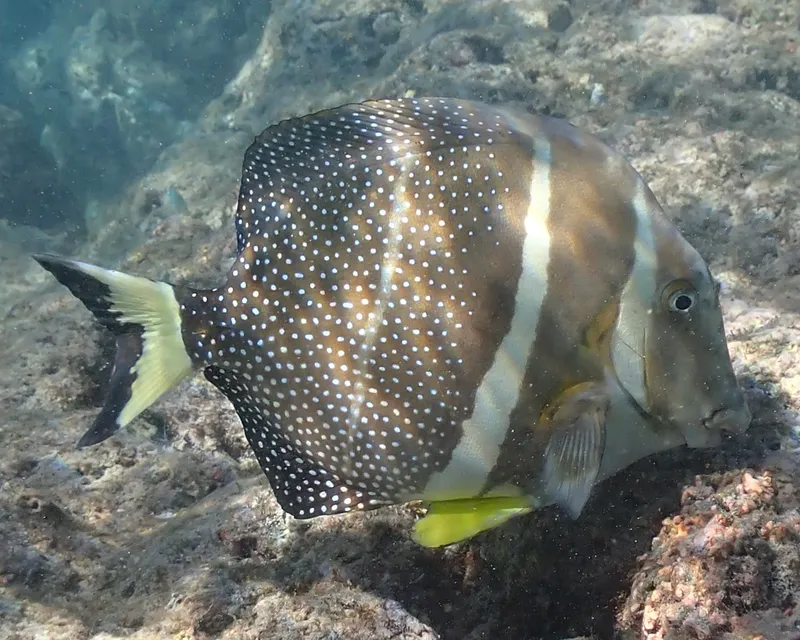 Whitespotted Surgeonfish (Acanthurus guttatus)