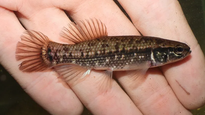 Eastern mudminnow (Umbra pygmaea)