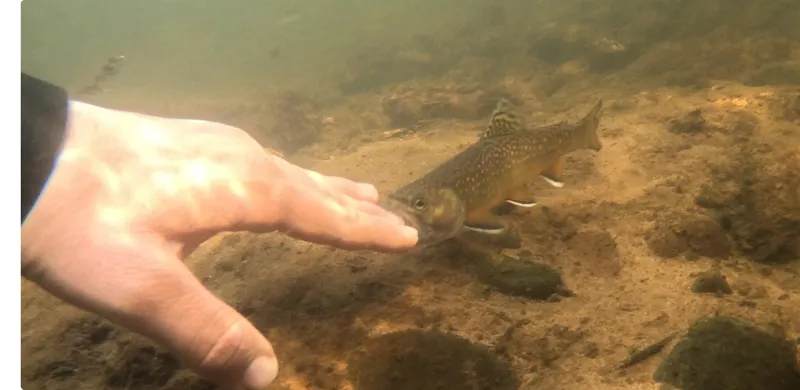 American Brook Charr (Salvelinus fontinalis)
