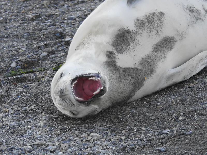 Crabeater Seal (Lobodon carcinophagus)