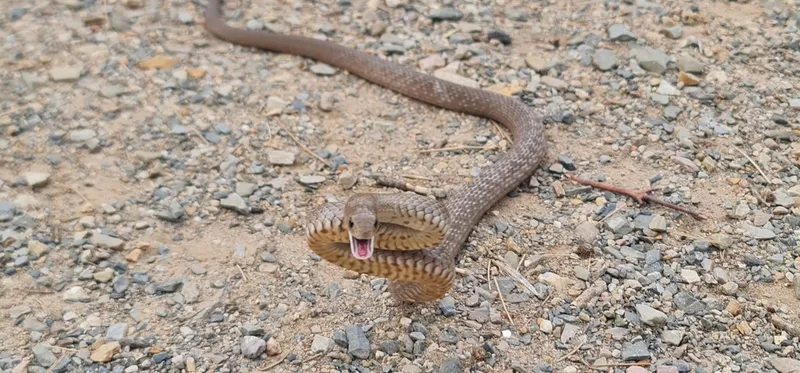 Pseudonaja elliotti