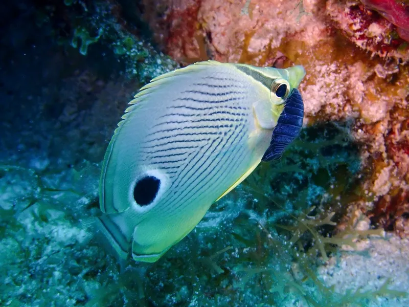 Foureye Butterfly Fish (Chaetodon capistratus)
