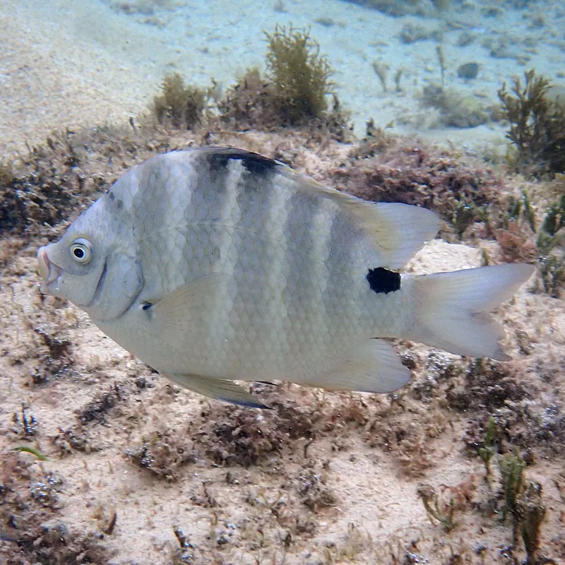 Blackspot Sergeant (Abudefduf sordidus)