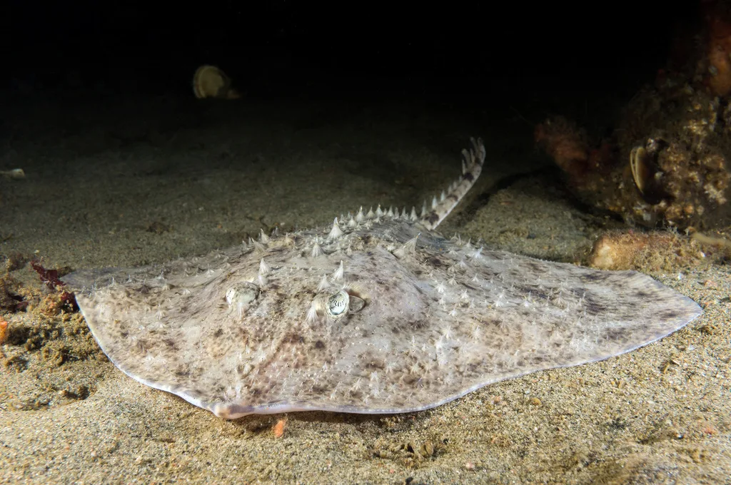 Starry Ray (Amblyraja radiata)