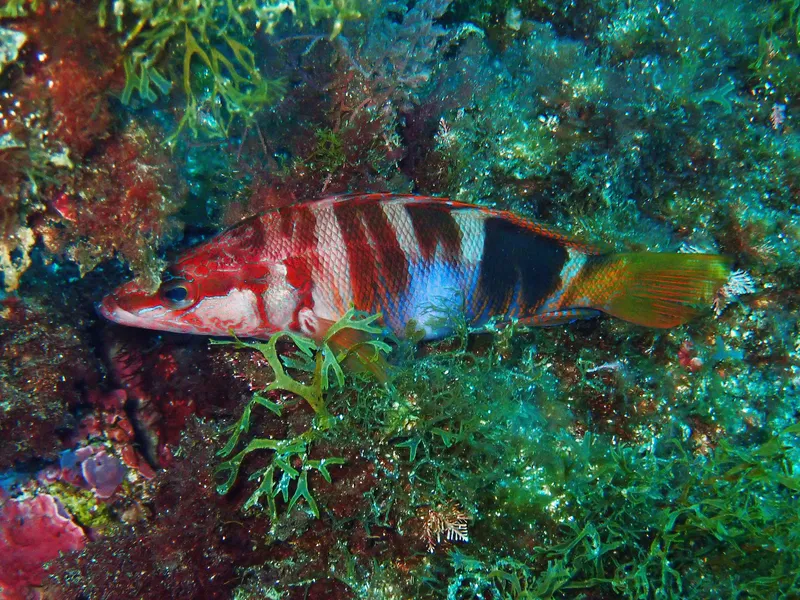Painted Comber (Serranus scriba)
