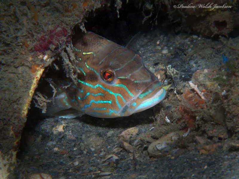 Sand Perch (Diplectrum formosum)