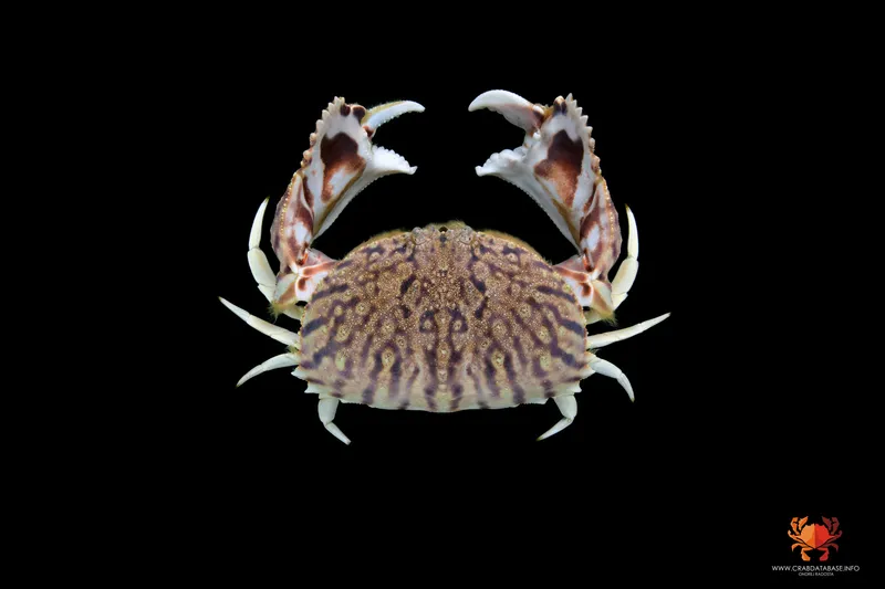 Flame Box Crab (Calappa flammea)