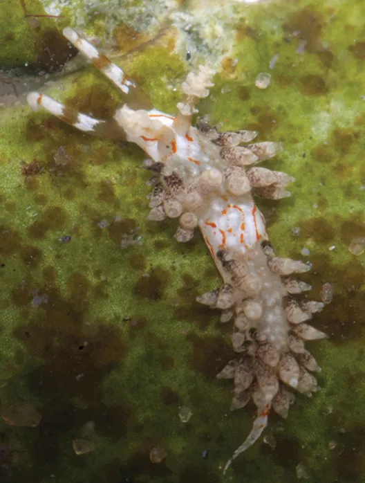 Scribbled Tentacle Aeolid (Facelina bourailli)